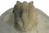 2.15" Multi-Toned Coltraneia Trilobite - Big Bug Eyes - #192720-4